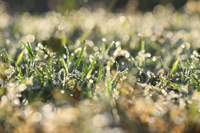 Photo of Beautiful green grass covered with dew on nice sunny morning, closeup
