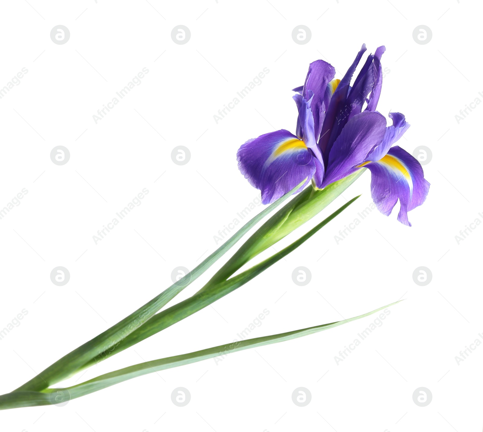 Photo of Beautiful violet iris flower isolated on white