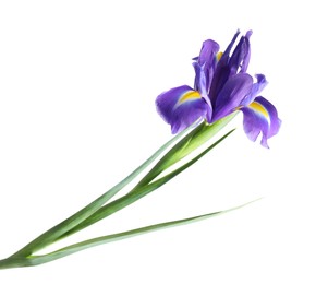 Photo of Beautiful violet iris flower isolated on white