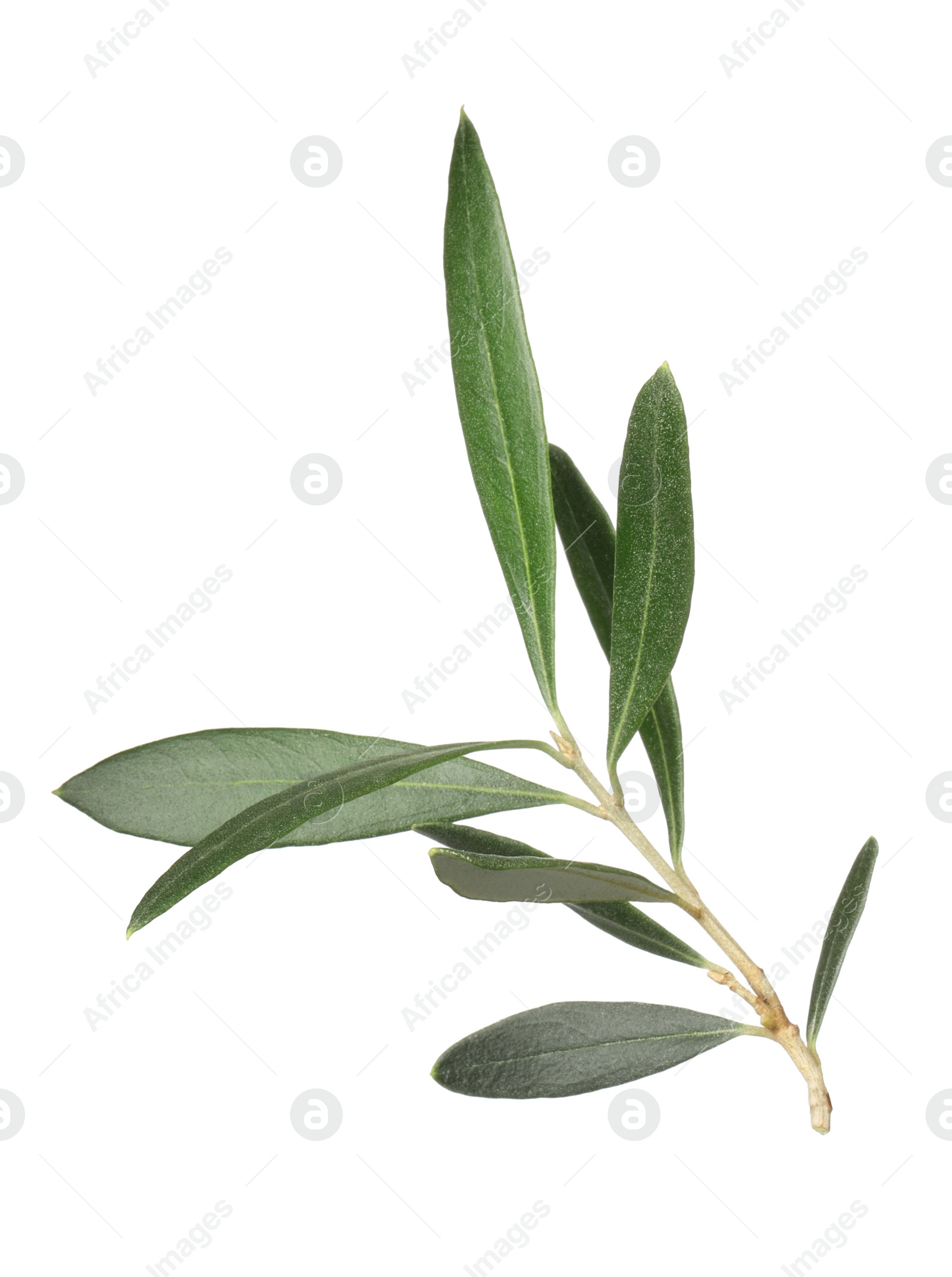 Photo of Olive tree branch with green leaves on white background