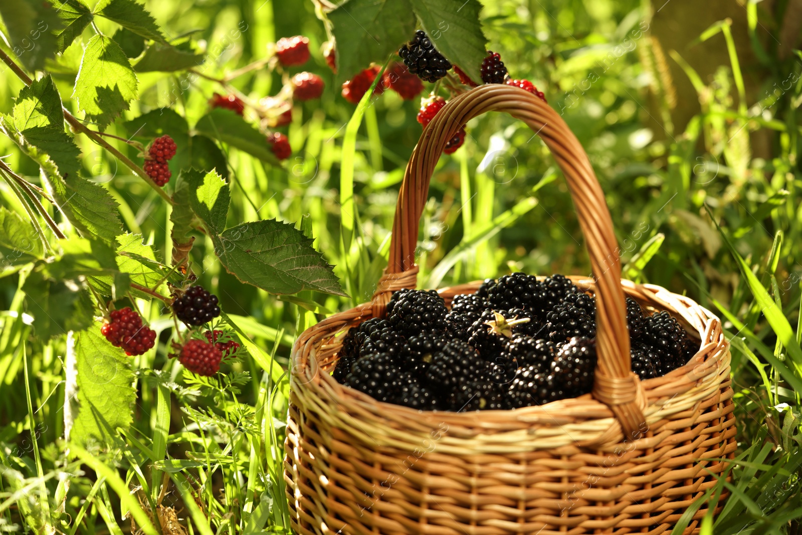 Photo of Wicker basket with ripe blackberries on green grass outdoors. Space for text