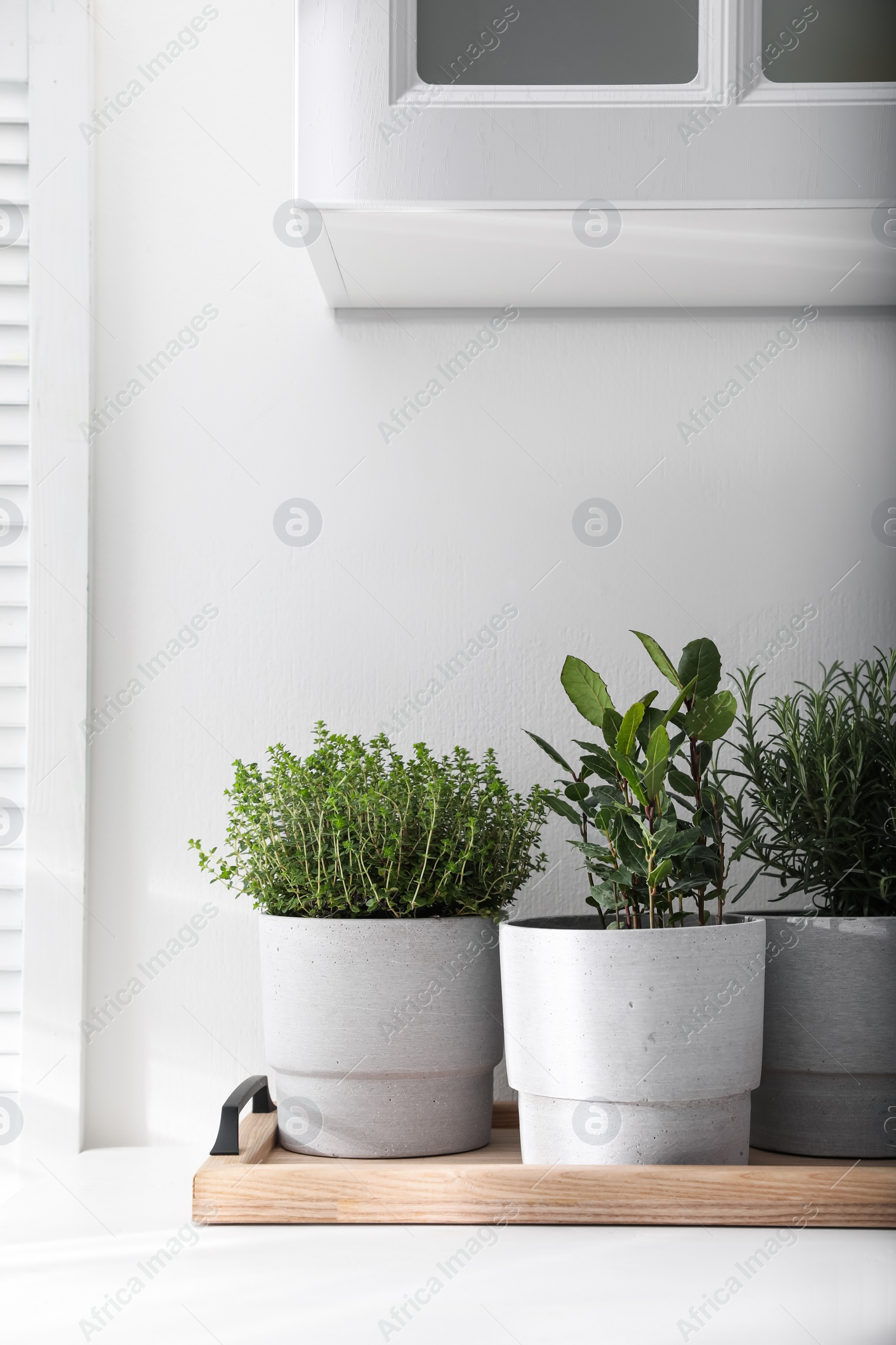 Photo of Different aromatic potted herbs on white table indoors