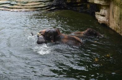 Photo of Group of elephants swimming in pool at zoo enclosure