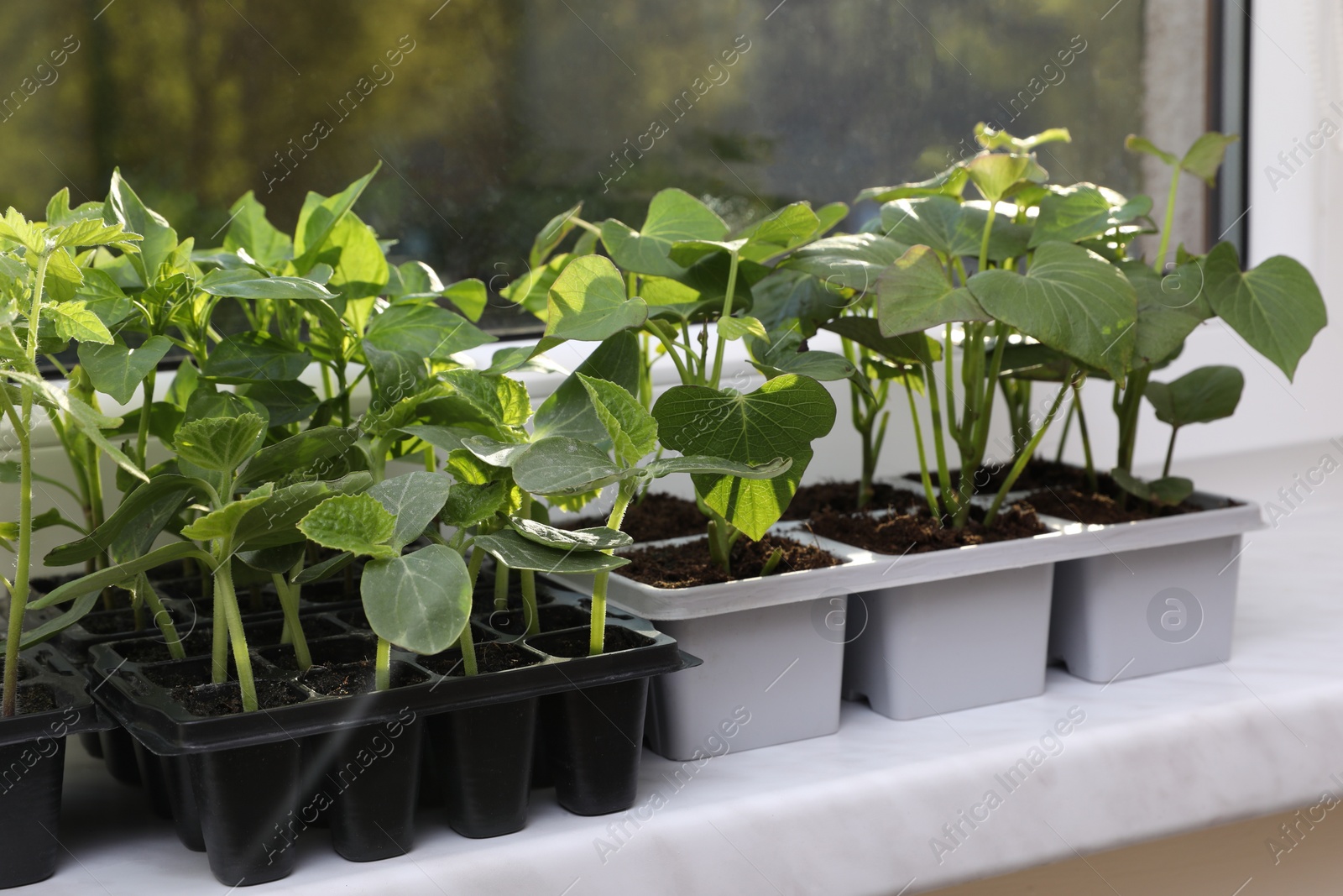 Photo of Seedlings growing in plastic containers with soil on windowsill. Gardening season