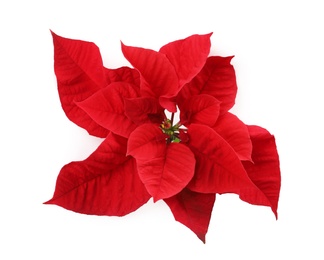 Photo of Beautiful Poinsettia isolated on white, top view. Traditional Christmas flower