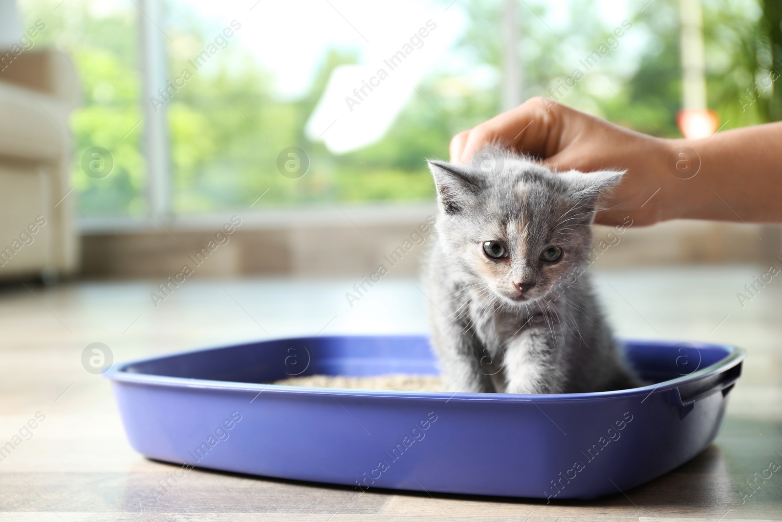 Photo of Woman putting her cute British Shorthair kitten in litter box at home, closeup. Space for text