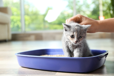 Photo of Woman putting her cute British Shorthair kitten in litter box at home, closeup. Space for text