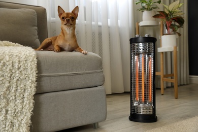 Photo of Chihuahua on sofa near modern electric halogen heater in living room