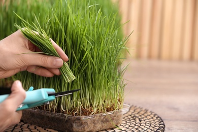 Photo of Woman cutting sprouted wheat grass with pruner at table, closeup. Space for text