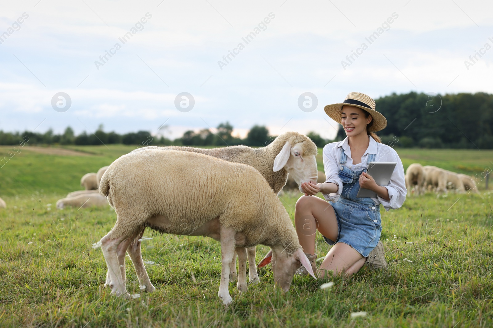 Photo of Smiling woman with tablet feeding sheep on pasture at farm