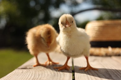 Cute chicks on wooden surface on sunny day, closeup. Baby animals