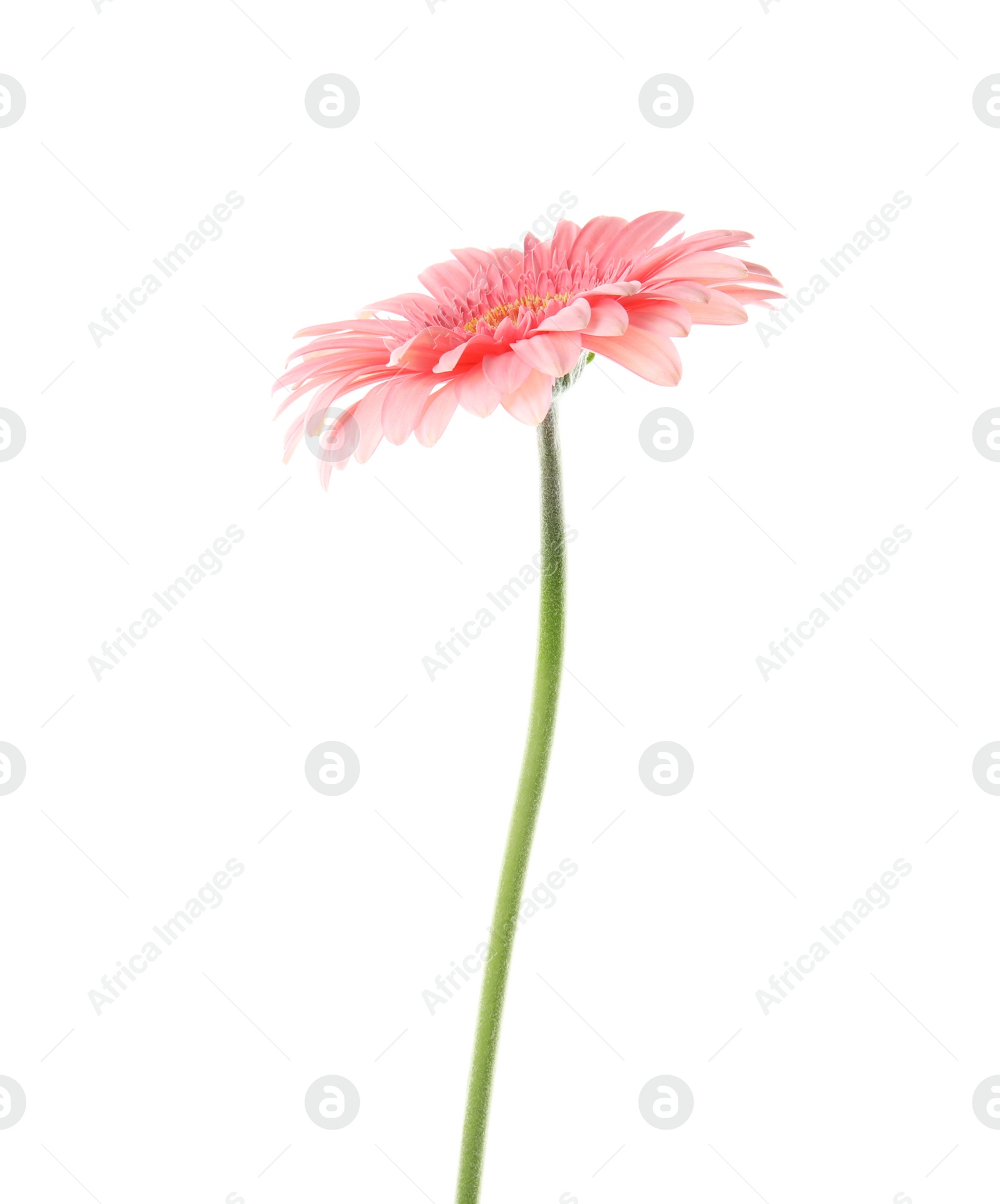 Photo of Beautiful bright gerbera flower on white background