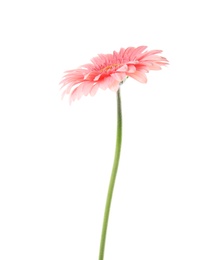 Photo of Beautiful bright gerbera flower on white background