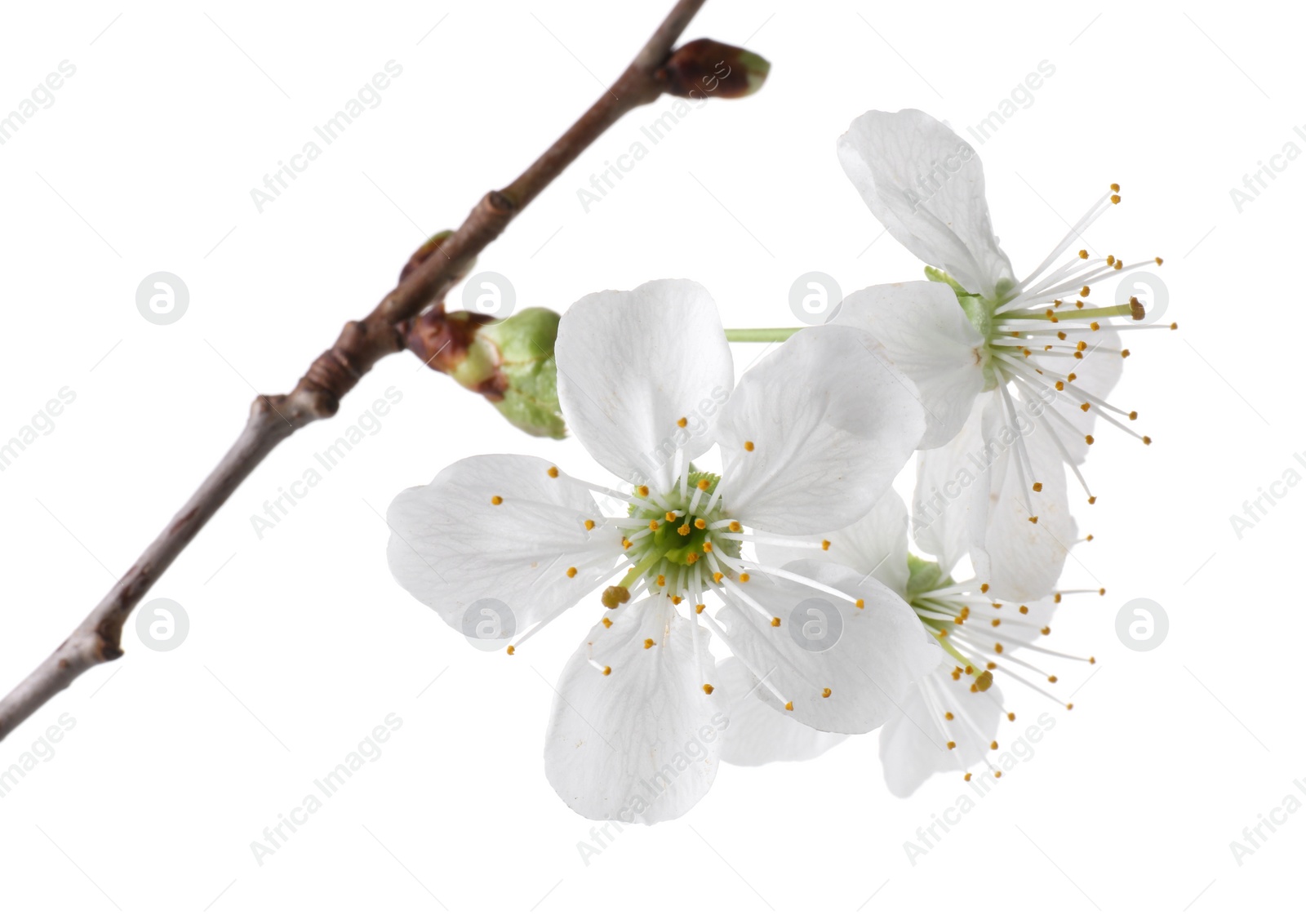 Photo of Spring branch with beautiful blossoms and leaves isolated on white