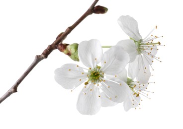 Photo of Spring branch with beautiful blossoms and leaves isolated on white