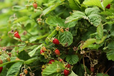 Small wild strawberries growing outdoors. Seasonal berries