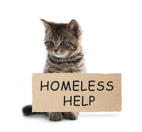 Cute kitten and piece of cardboad with text Homeless Help on white background. Lonely pet 