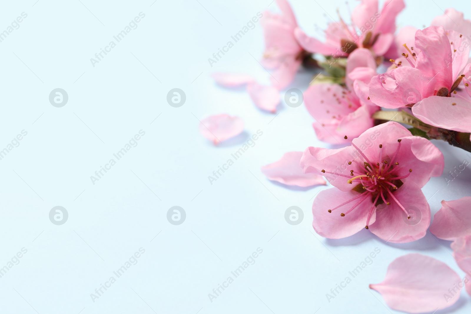 Photo of Beautiful sakura tree blossoms on light blue background, closeup. Space for text