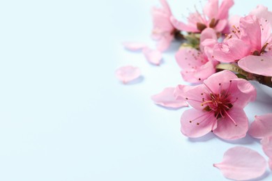 Photo of Beautiful sakura tree blossoms on light blue background, closeup. Space for text