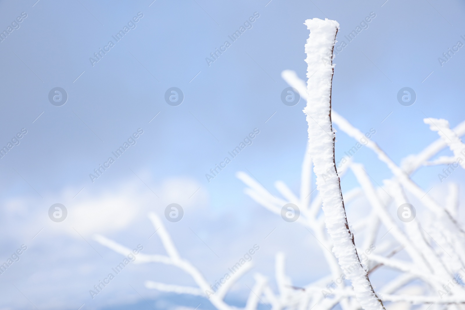 Photo of Closeup view of bush covered with hoarfrost on winter morning