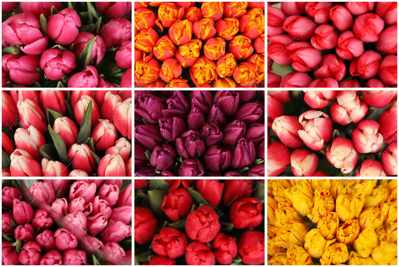 Image of Collage with photos of beautiful fresh flowers 