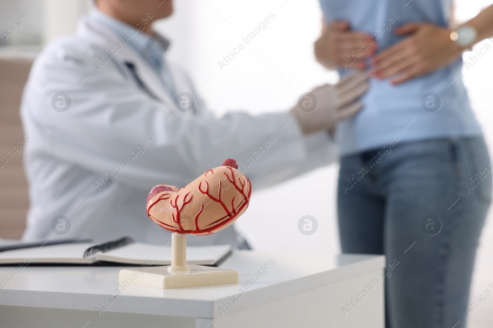 Photo of Gastroenterologist examining patient in clinic, focus on human stomach model