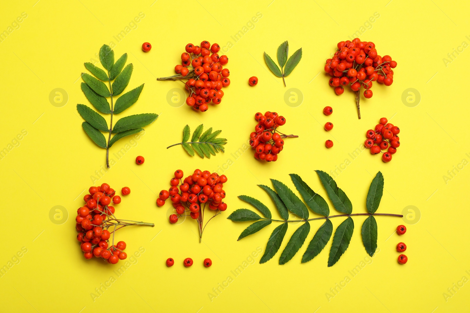 Photo of Fresh ripe rowan berries and green leaves on yellow background, flat lay