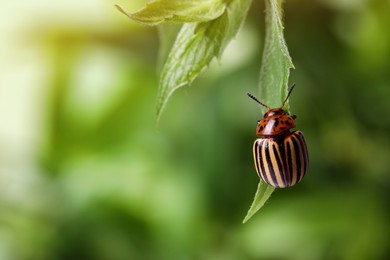 Photo of Colorado potato beetle on green plant against blurred background, closeup. Space for text
