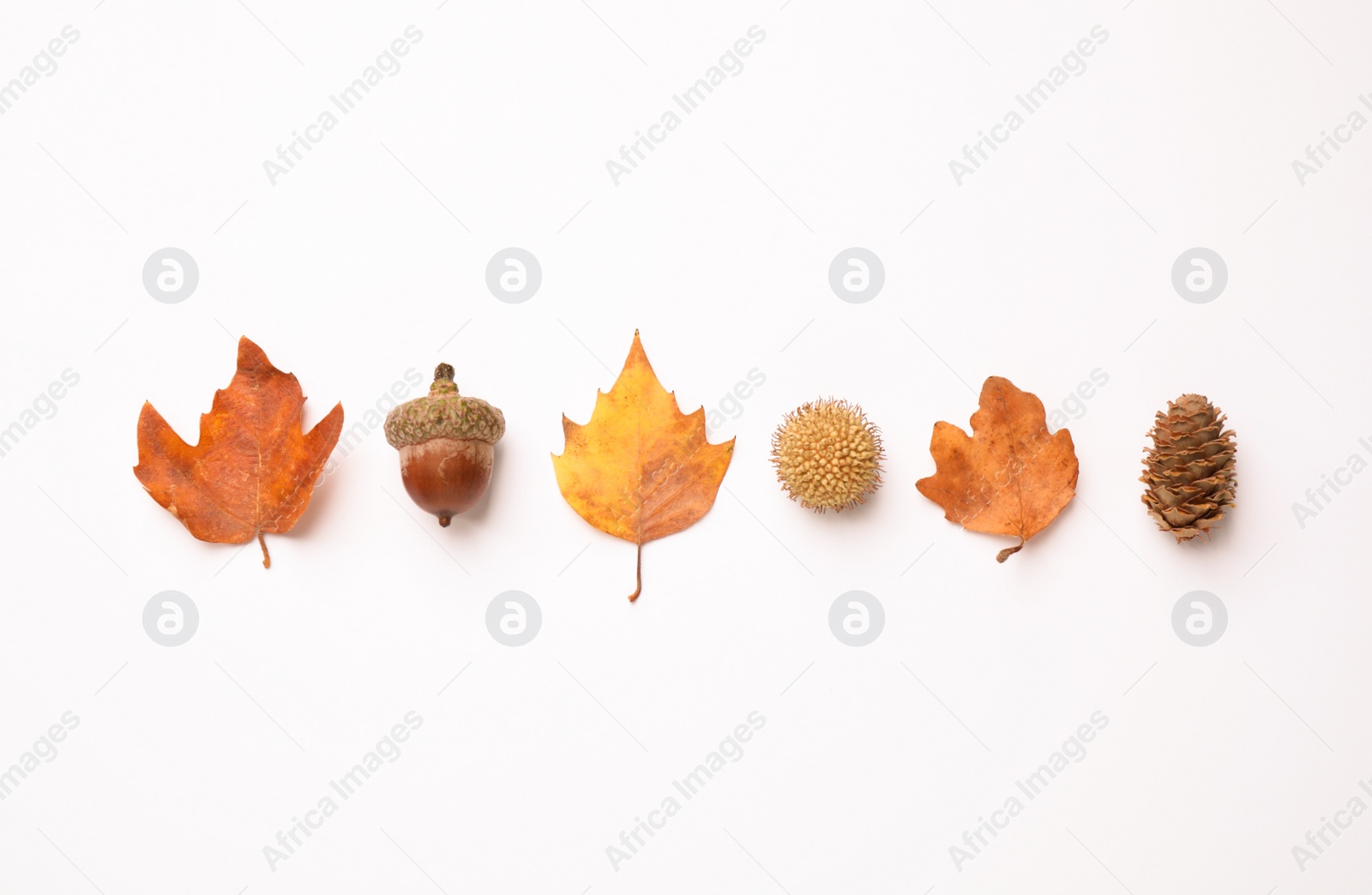 Photo of Flat lay composition with autumn leaves on white background