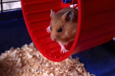 Photo of Cute fluffy hamster running in spinning wheel