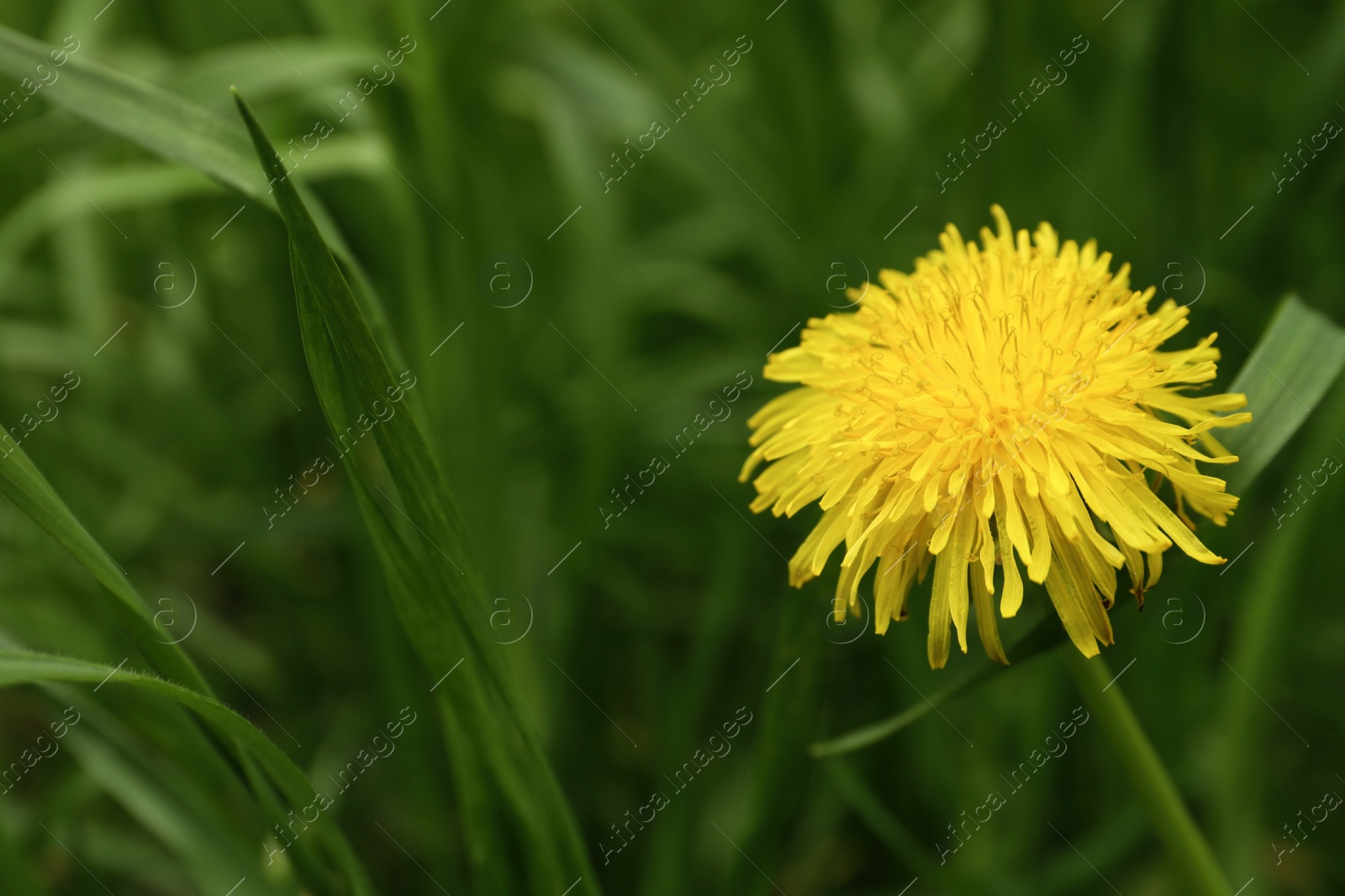 Photo of Beautiful yellow dandelion growing outdoors, closeup. Space for text