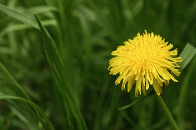 Beautiful yellow dandelion growing outdoors, closeup. Space for text