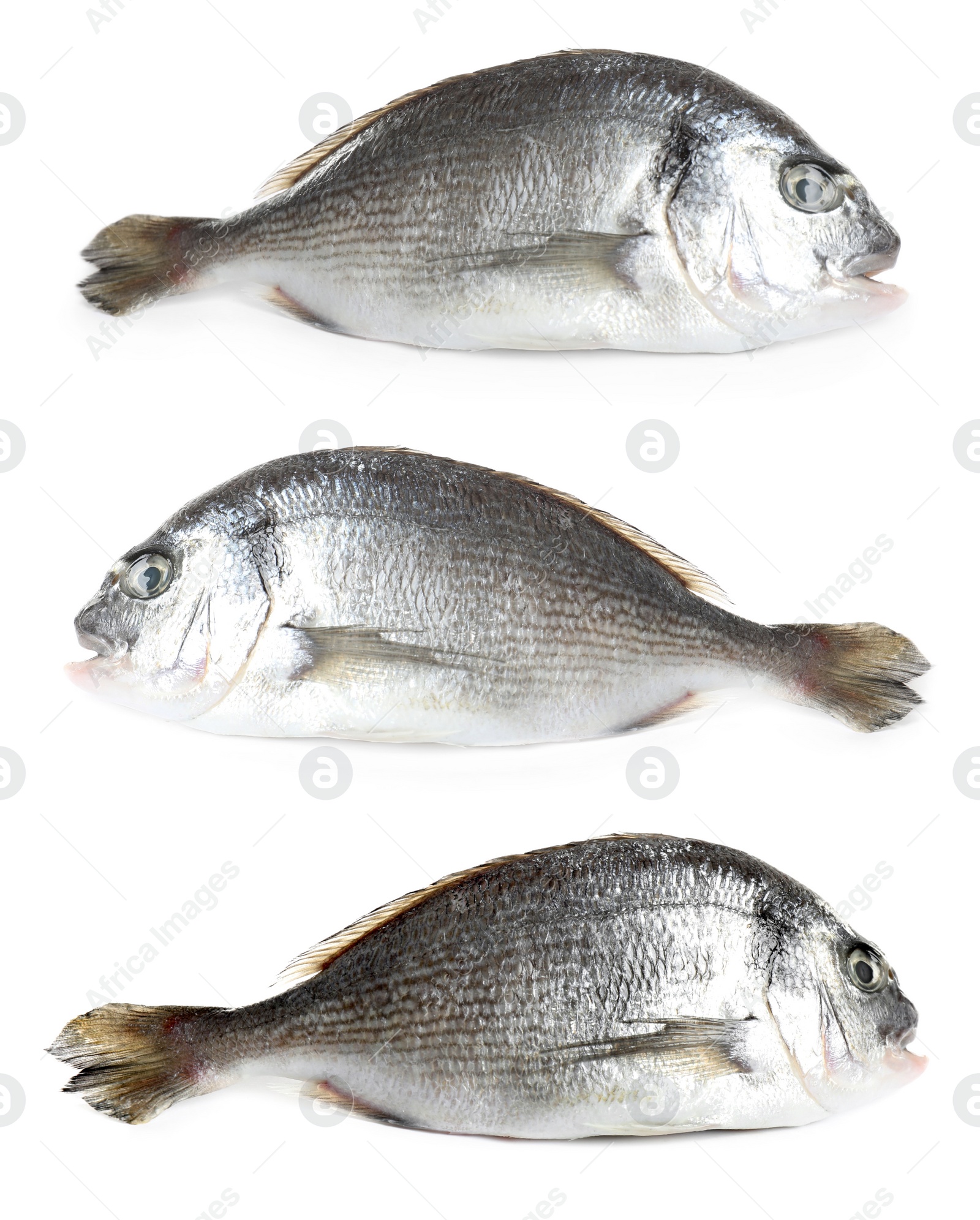 Image of Set of fresh raw dorada fish on white background