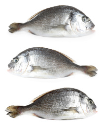 Image of Set of fresh raw dorada fish on white background