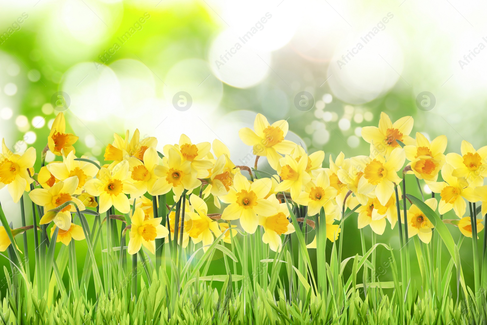 Image of Beautiful blooming yellow daffodils outdoors on sunny day