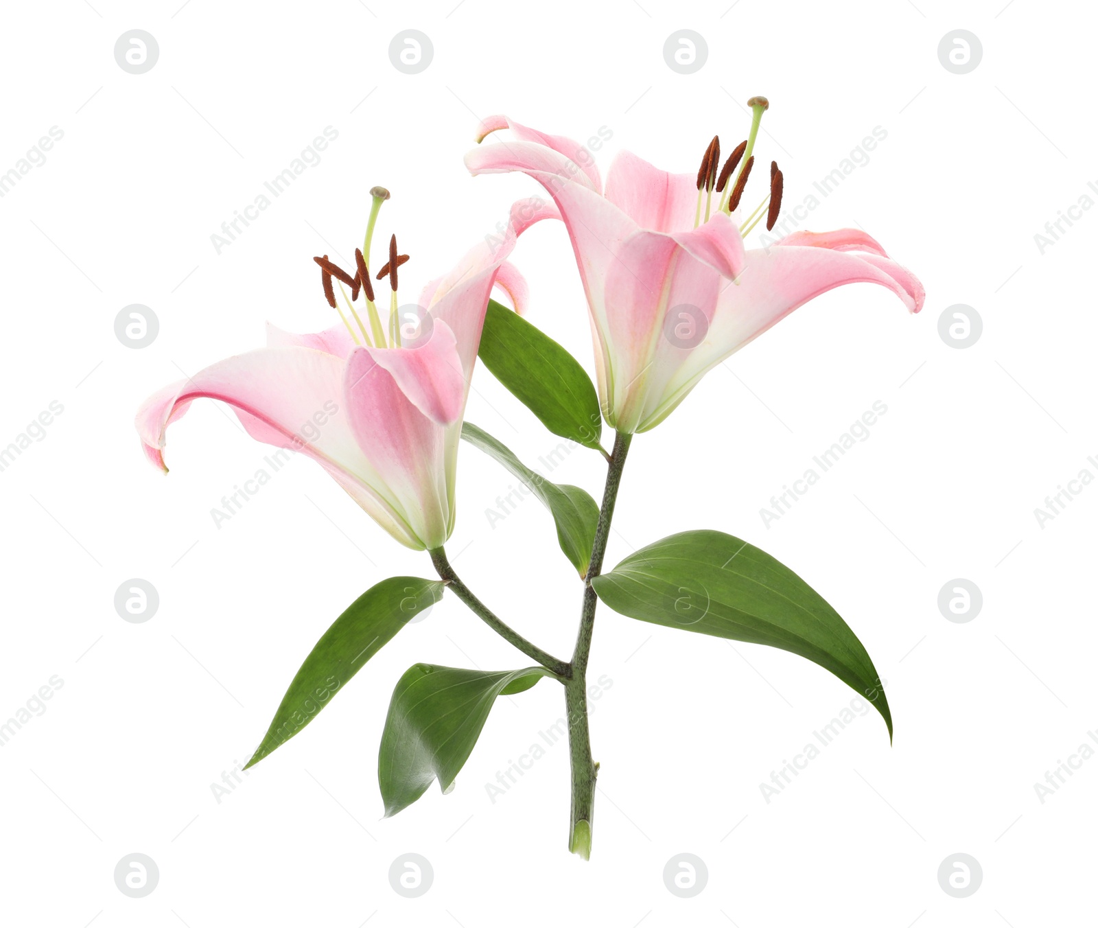 Photo of Beautiful lily plant with pink flowers isolated on white