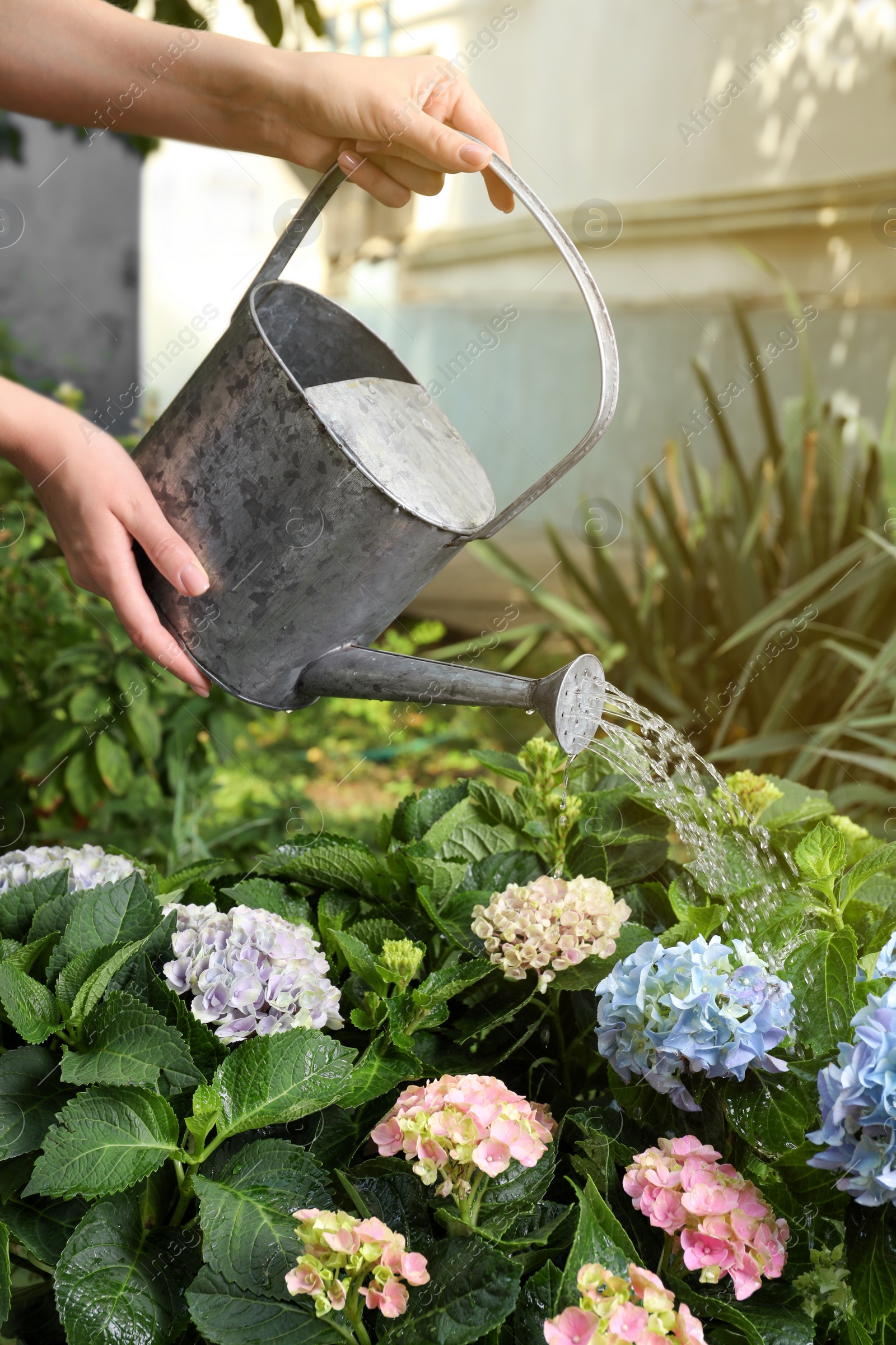 Photo of Woman watering beautiful blooming hortensia plants in garden, closeup