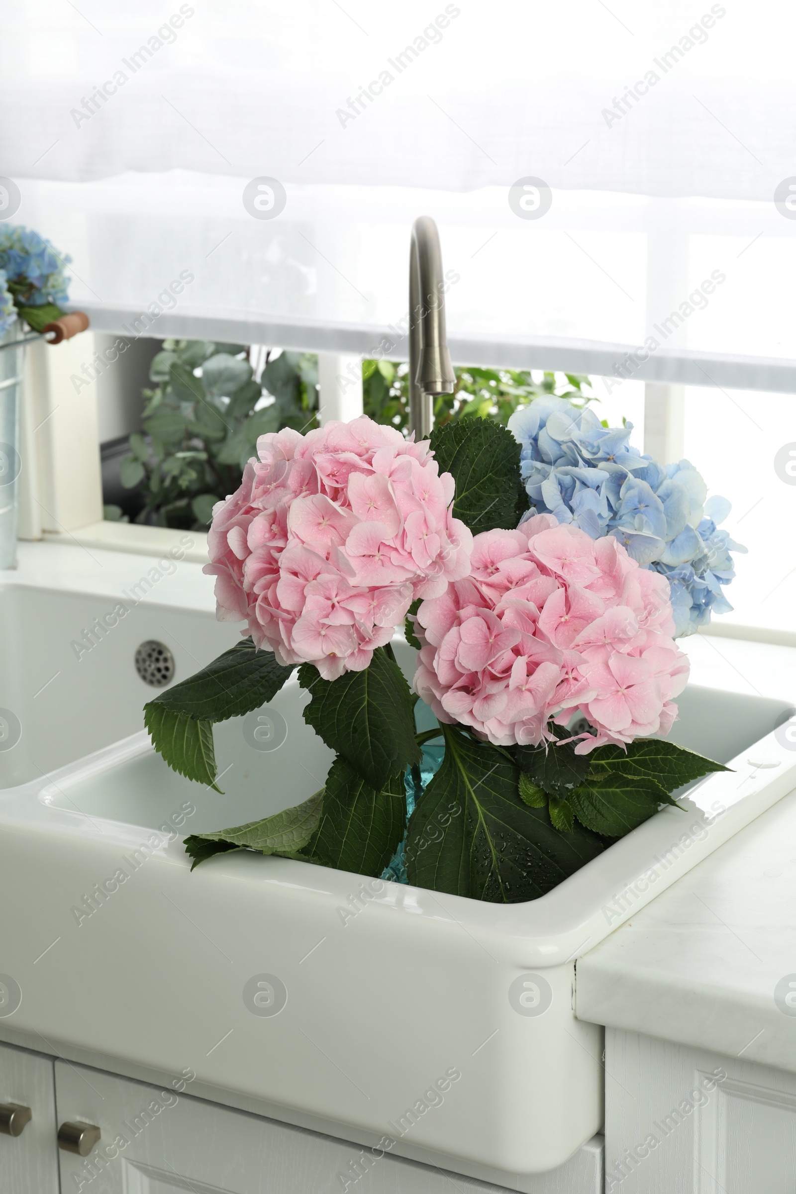 Photo of Beautiful light blue and pink hortensia flowers in kitchen sink