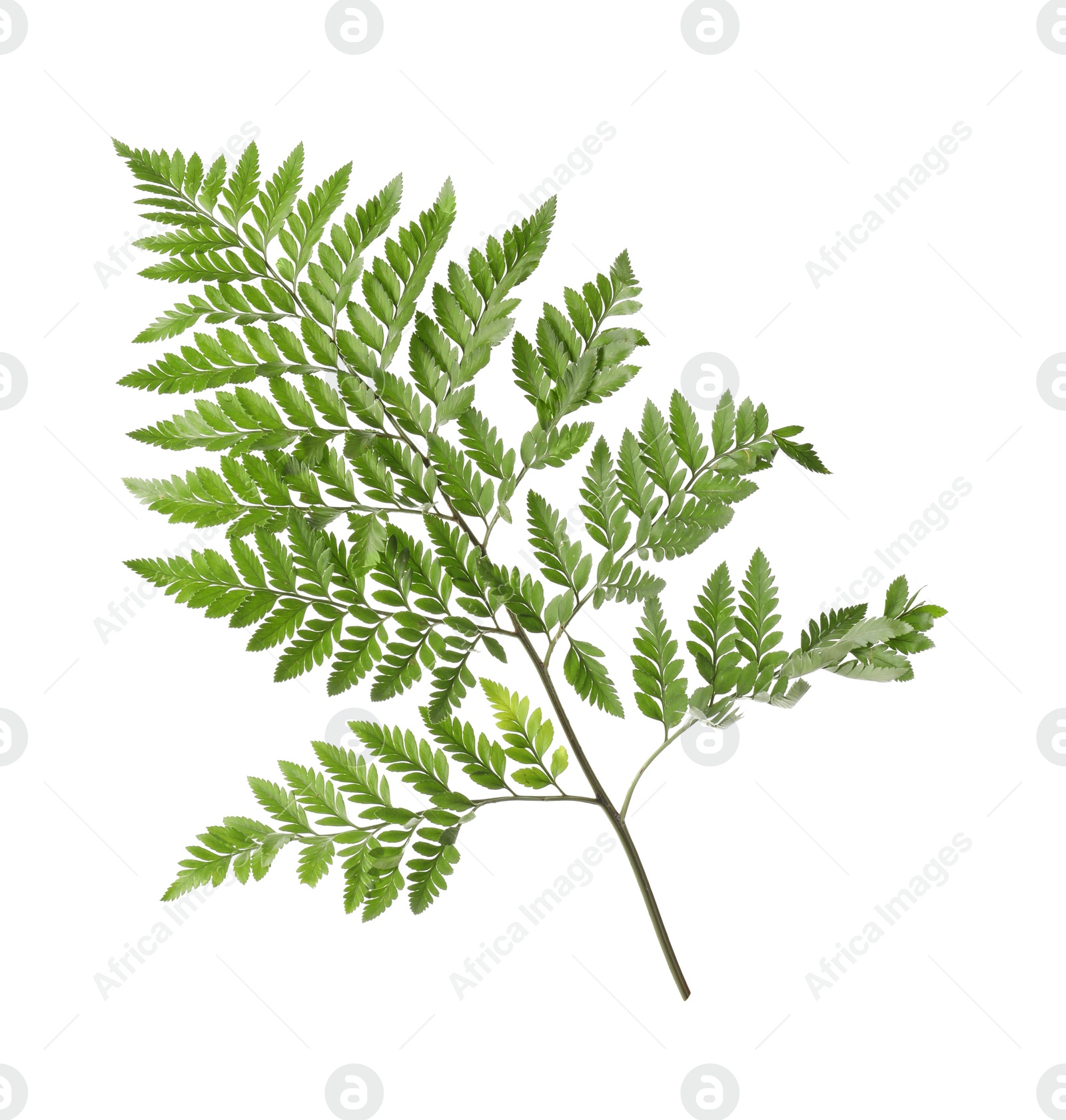 Photo of Branch with beautiful tropical fern leaves isolated on white