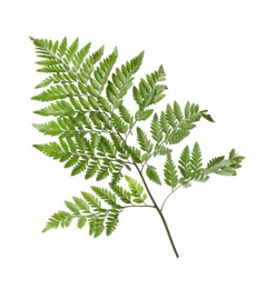 Branch with beautiful tropical fern leaves isolated on white