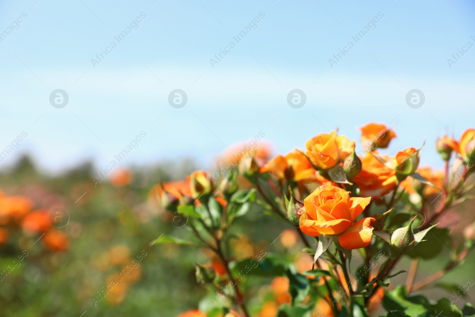 Photo of Green bush with beautiful roses in blooming garden on sunny day