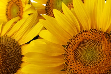 Photo of Beautiful bright blooming sunflowers as background, closeup
