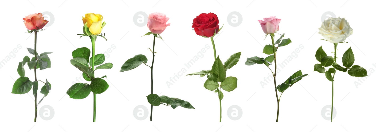 Image of Set of different roses on white background. Banner design 