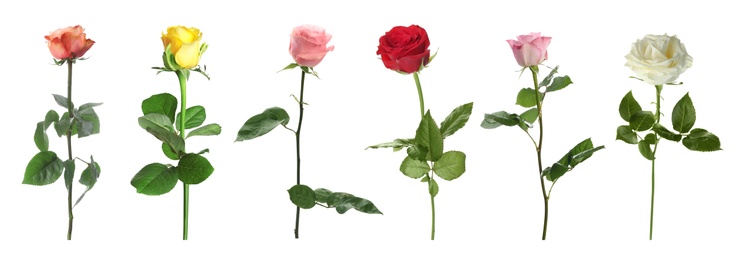 Set of different roses on white background. Banner design 