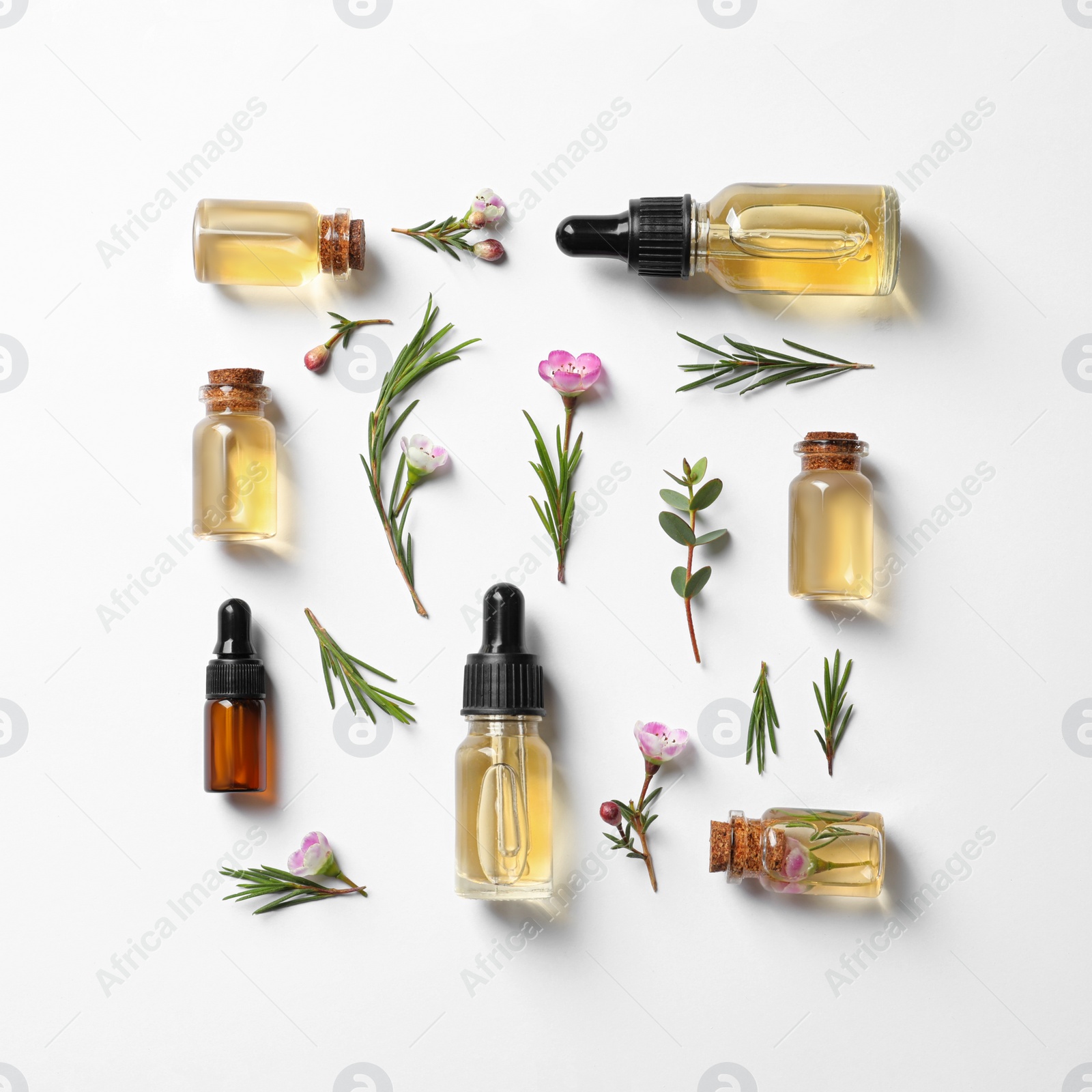 Photo of Flat lay composition with bottles of natural tea tree oil on white background