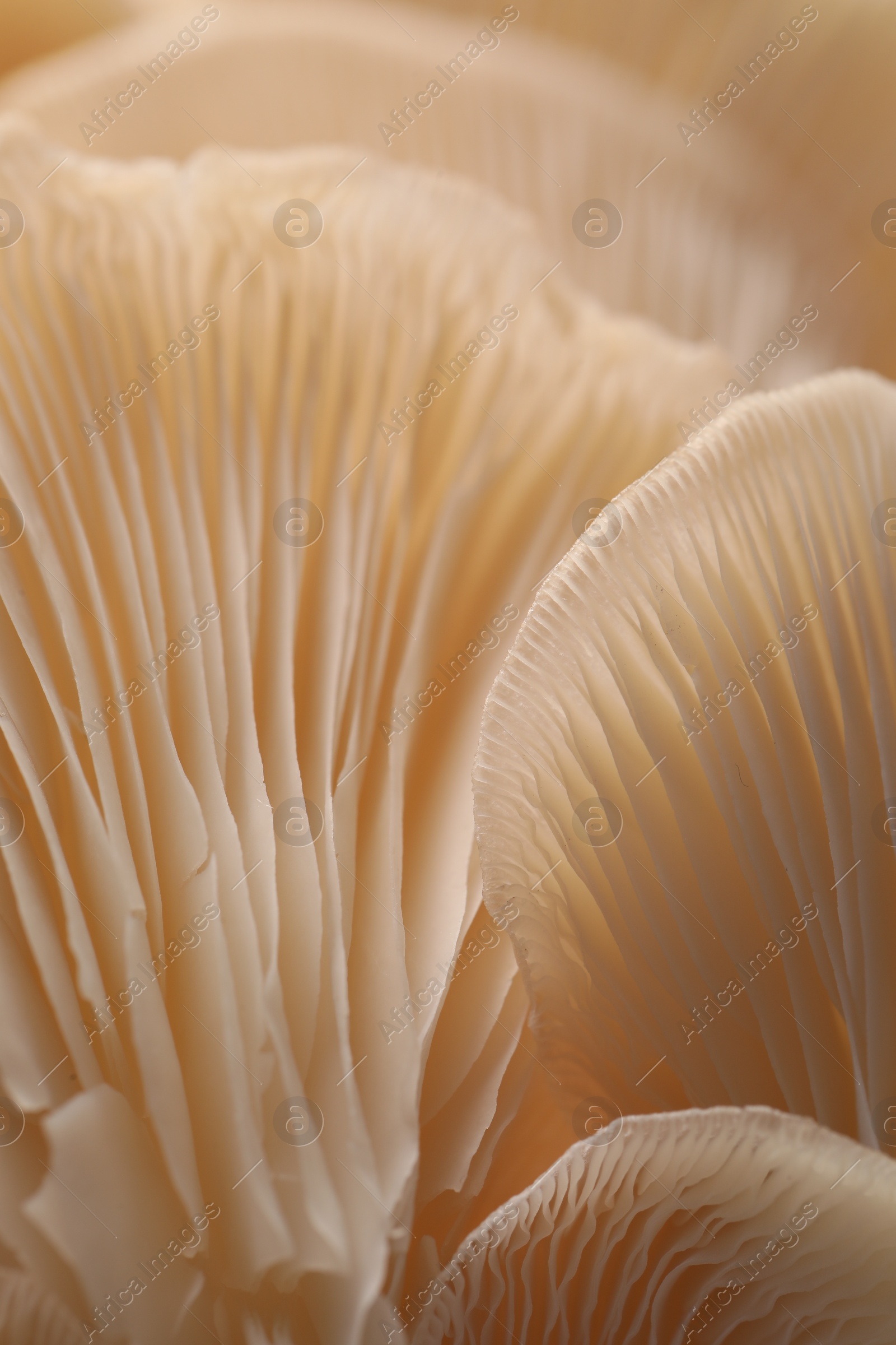 Photo of Fresh oyster mushrooms as background, macro view