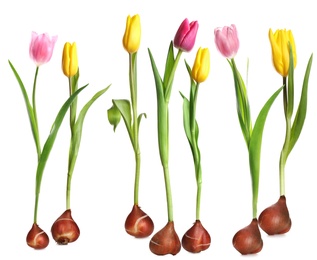 Image of Set of tulips with bulbs on white background