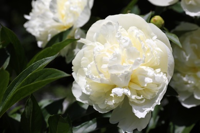 Closeup view of blooming white peony bush outdoors