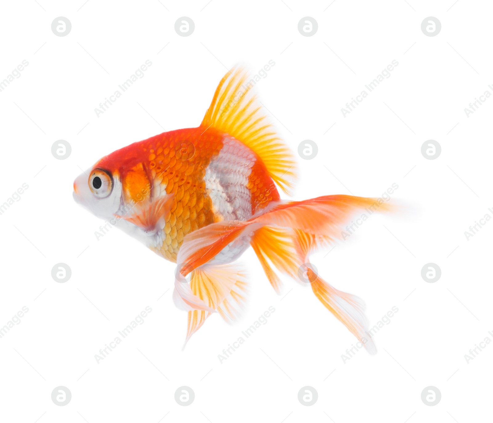 Photo of Beautiful bright small goldfish isolated on white