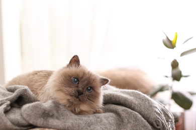 Photo of Birman cat on blanket at home, space for text. Cute pet